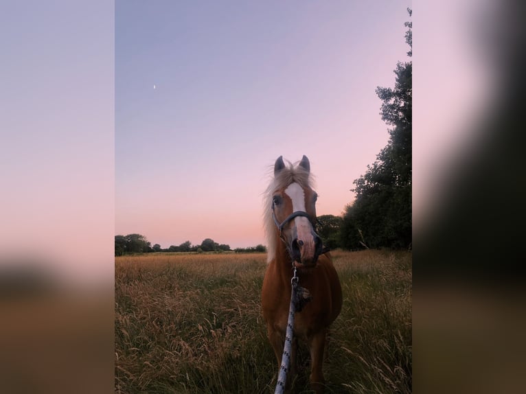Haflinger Mix Ruin 26 Jaar 140 cm Vos in Tellingstedt