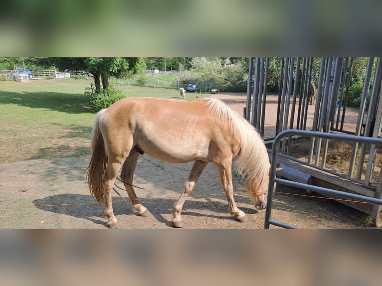 Haflinger Ruin 2 Jaar 142 cm Vos in Saarbr&#xFC;cken
