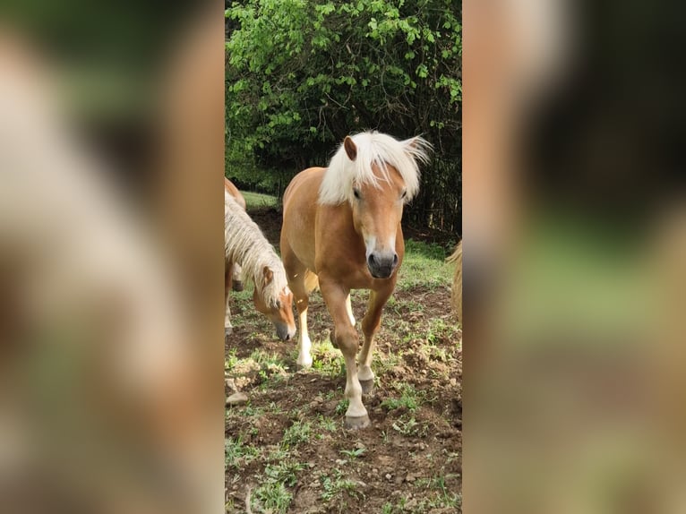 Haflinger Ruin 2 Jaar 143 cm Vos in Gummern