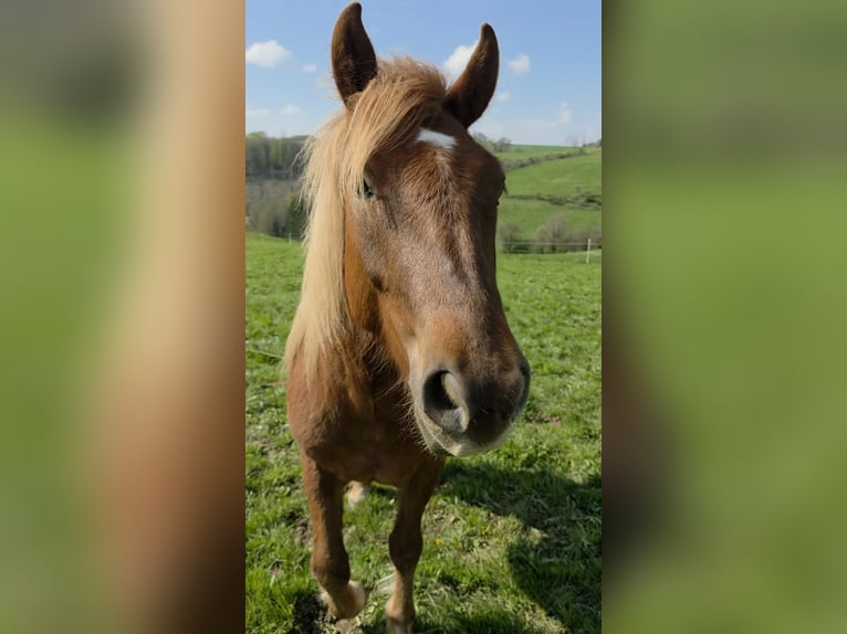 Haflinger Mix Ruin 2 Jaar 145 cm Vos in Breckerfeld
