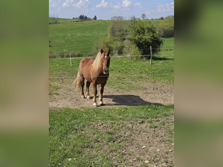 Haflinger Mix Ruin 2 Jaar 145 cm Vos in Breckerfeld