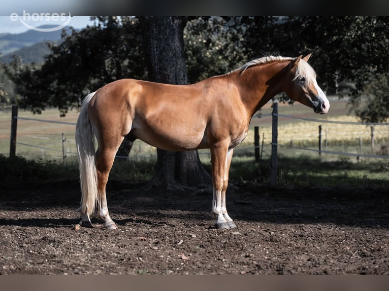 Haflinger Ruin 2 Jaar 145 cm Vos in St. Veit an der Glan