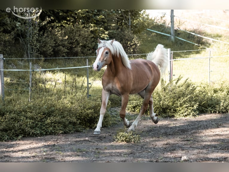 Haflinger Ruin 2 Jaar 145 cm Vos in St. Veit an der Glan