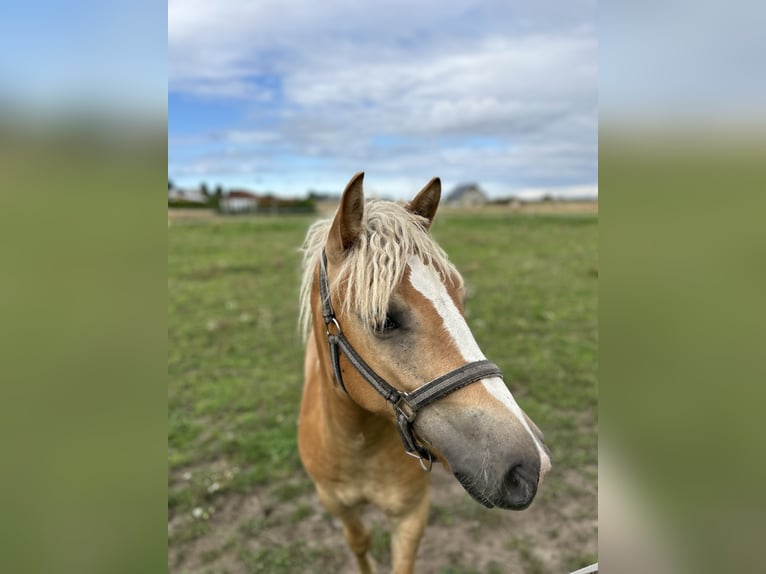 Haflinger Ruin 2 Jaar 145 cm Vos in Wałdowo