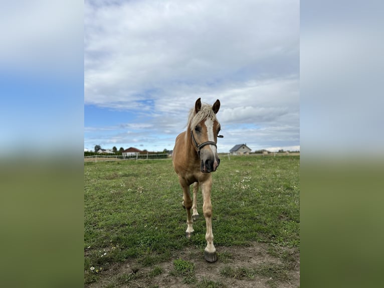 Haflinger Ruin 2 Jaar 145 cm Vos in Wałdowo