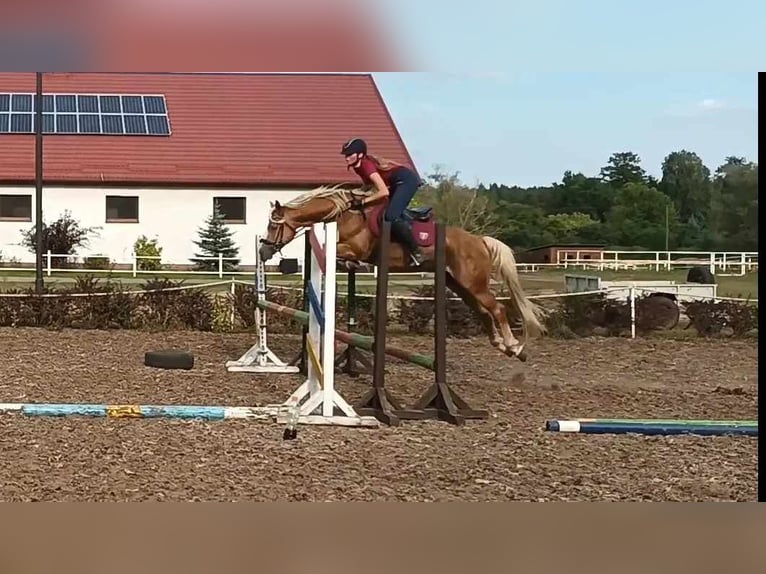Haflinger Ruin 2 Jaar 146 cm Donkere-vos in Hanowo