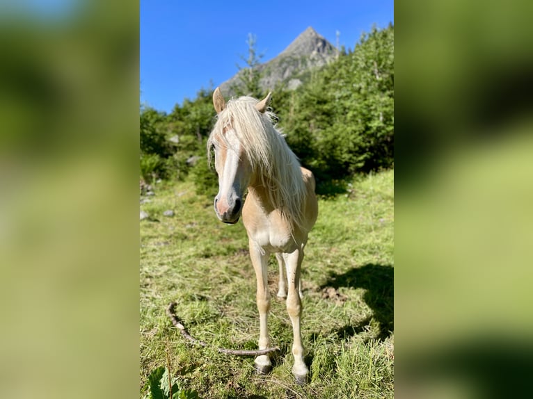 Haflinger Ruin 2 Jaar 147 cm Palomino in St. Leonhard im Pitztal