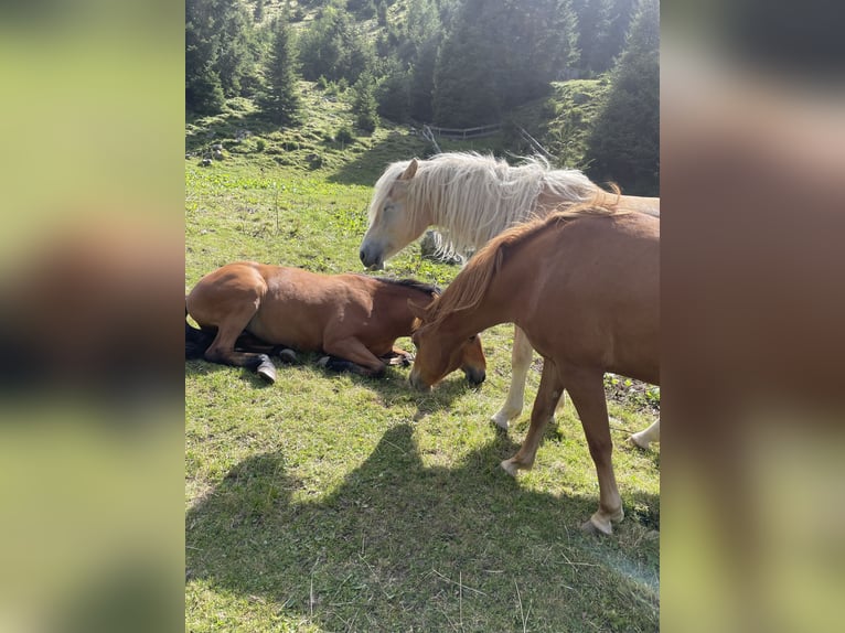 Haflinger Ruin 2 Jaar 147 cm Palomino in St. Leonhard im Pitztal
