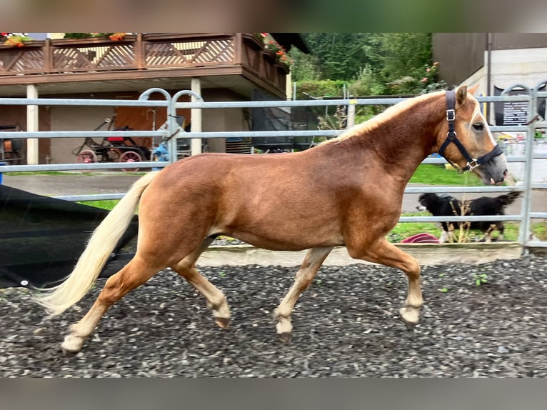 Haflinger Ruin 2 Jaar 147 cm Vos in St.Georgen an der Leys