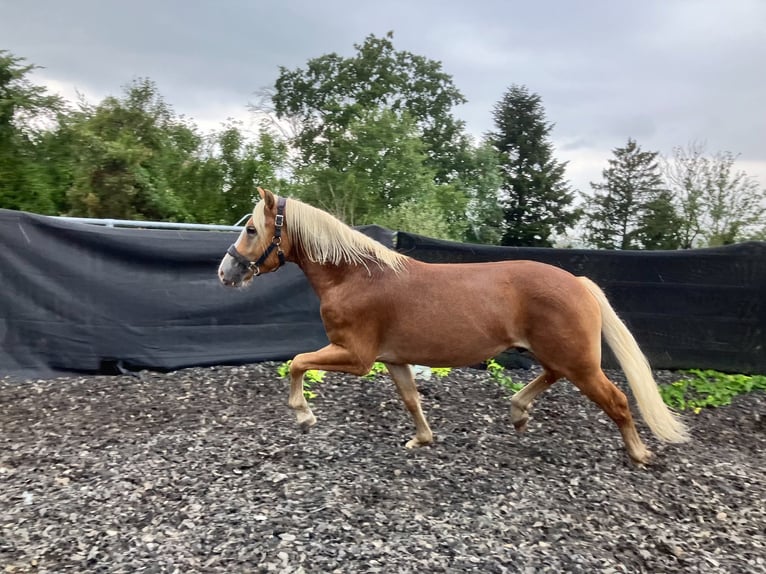 Haflinger Ruin 2 Jaar 147 cm Vos in St.Georgen an der Leys