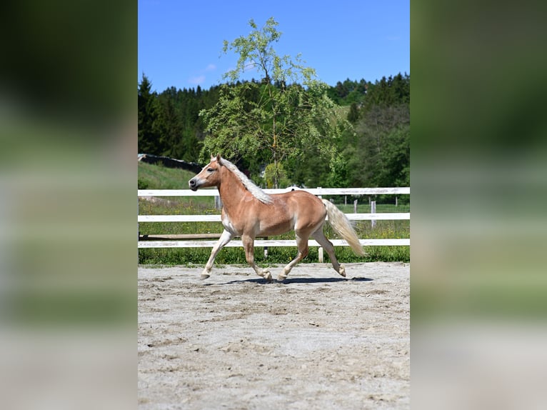 Haflinger Ruin 2 Jaar 147 cm Vos in Voitsberg