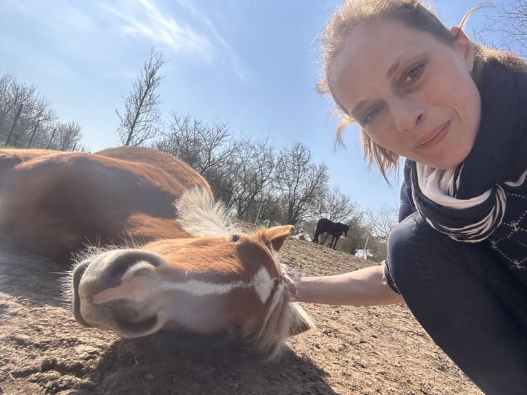 Haflinger Ruin 2 Jaar 148 cm Falbe in Kütten