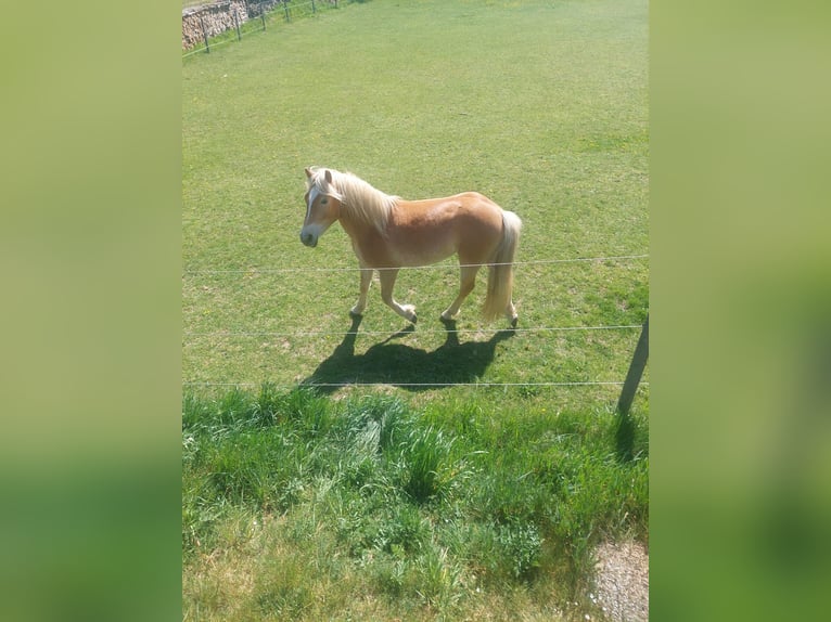 Haflinger Ruin 2 Jaar 148 cm  in Gföhl