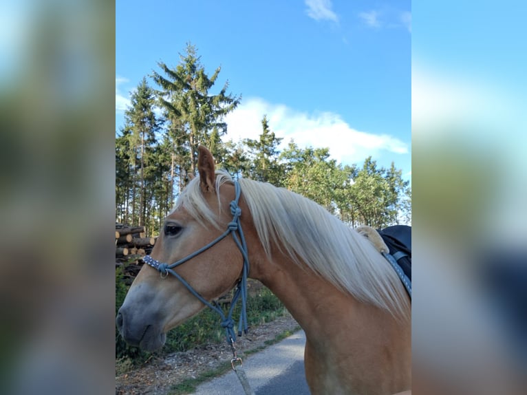 Haflinger Ruin 2 Jaar 148 cm  in Gföhl