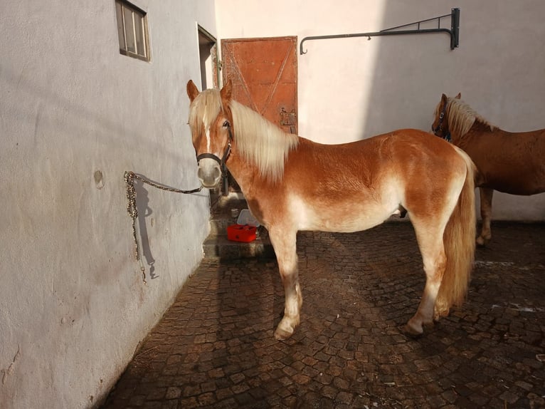 Haflinger Ruin 2 Jaar 148 cm  in Gföhl