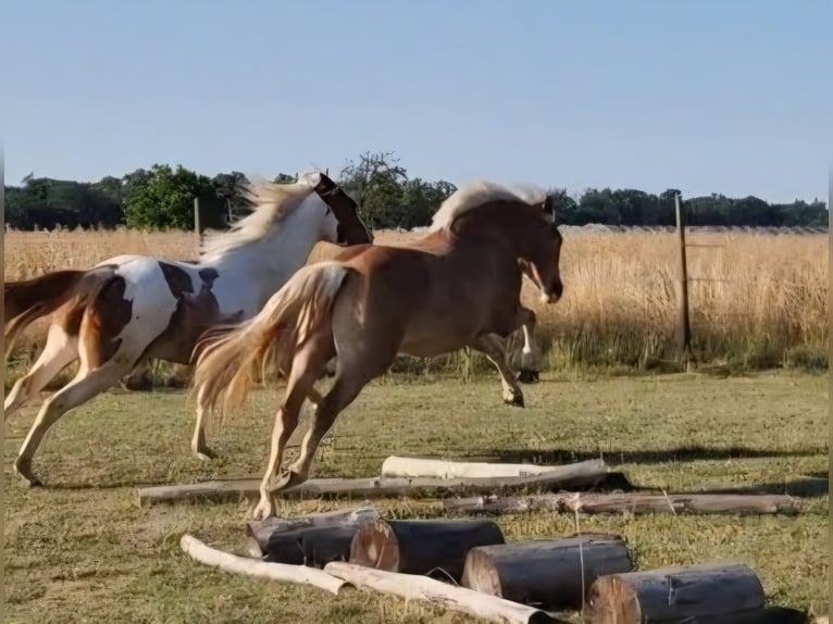 Haflinger Ruin 2 Jaar 148 cm in Gernsheim