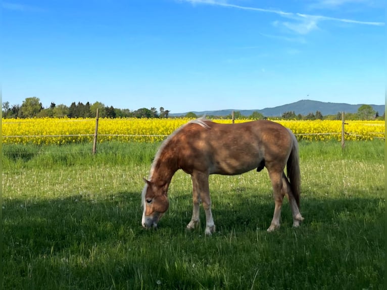 Haflinger Ruin 2 Jaar 148 cm in Gernsheim