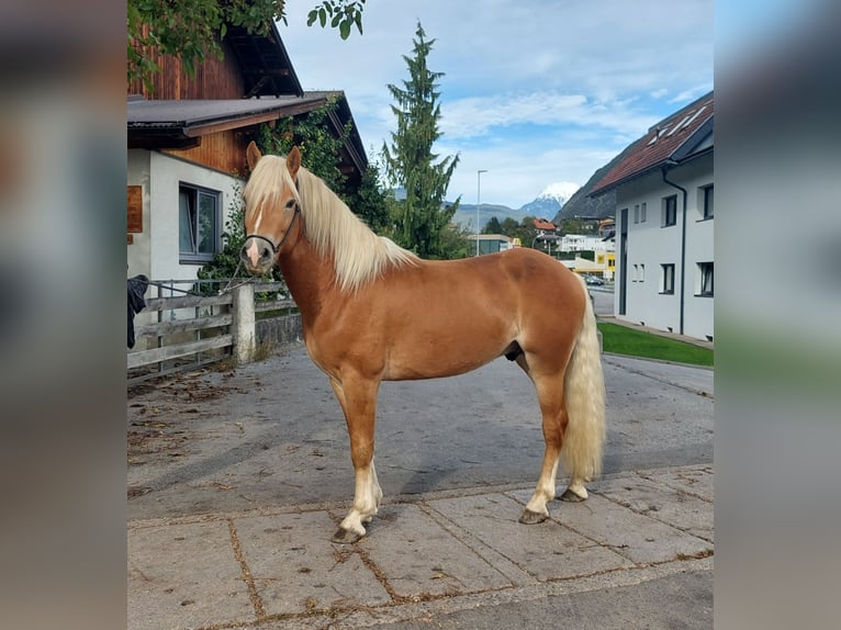 Haflinger Ruin 2 Jaar 148 cm in Imst