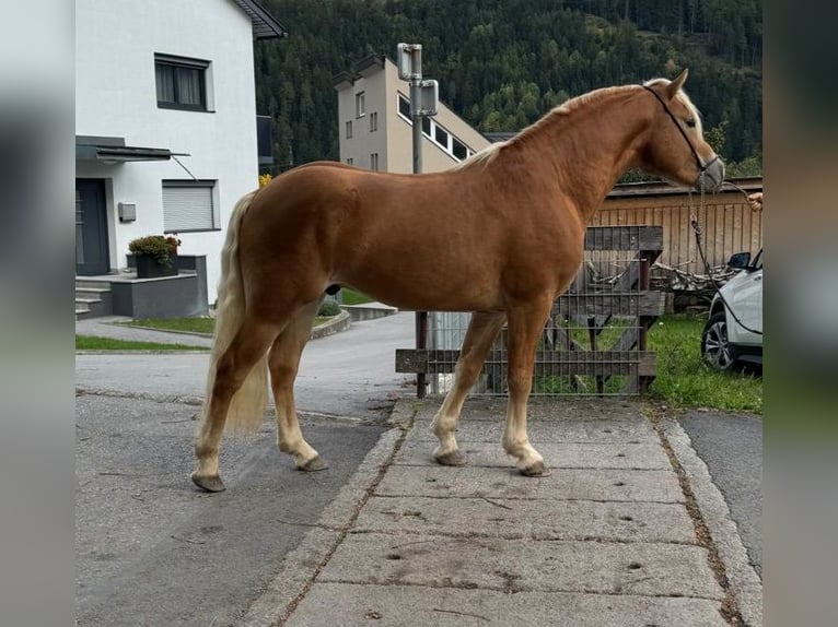 Haflinger Ruin 2 Jaar 148 cm in Imst