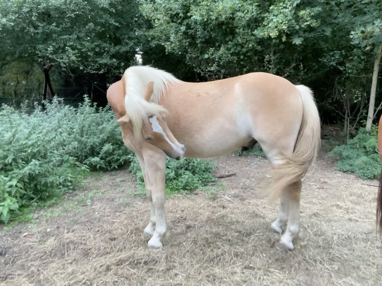 Haflinger Ruin 2 Jaar 150 cm Palomino in Stadtbergen