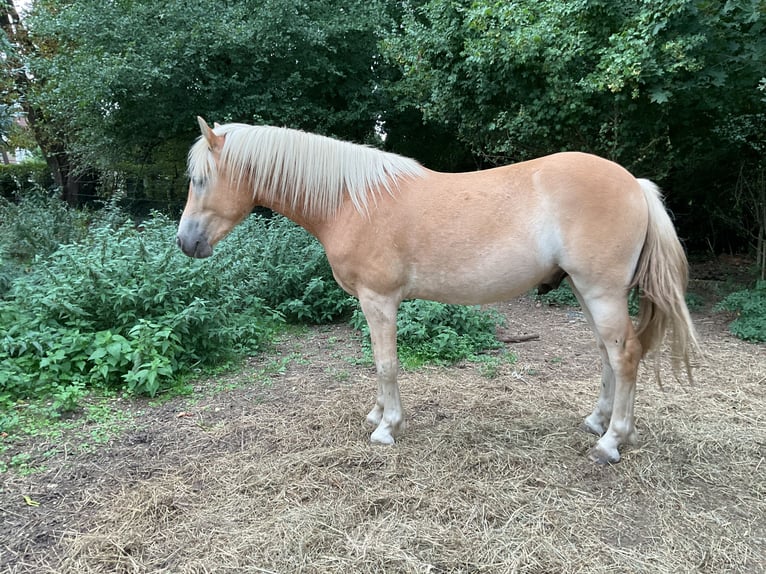 Haflinger Ruin 2 Jaar 150 cm Palomino in Stadtbergen