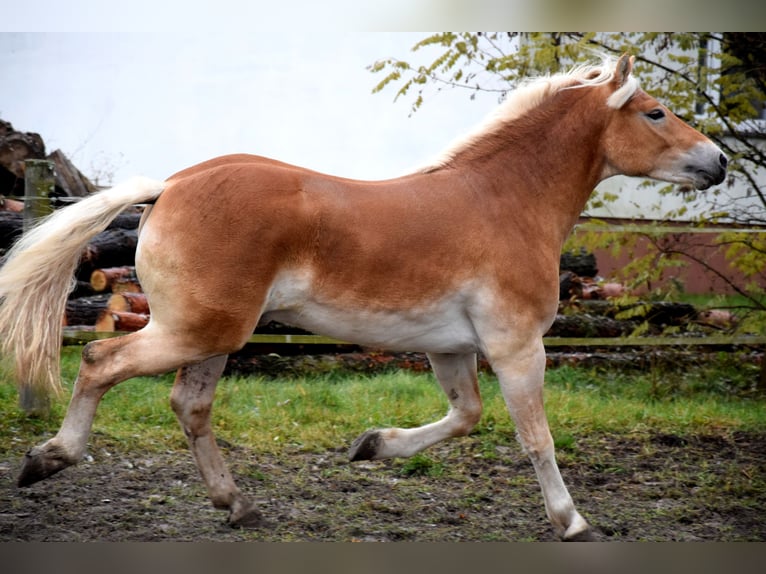 Haflinger Ruin 2 Jaar 150 cm Palomino in Brzozówka