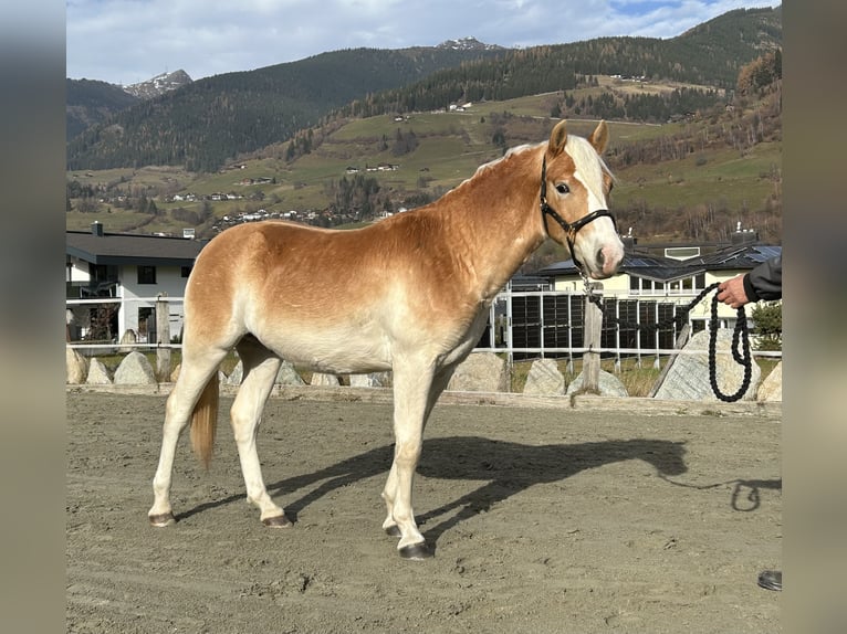 Haflinger Ruin 2 Jaar 150 cm Vos in Niedernsill