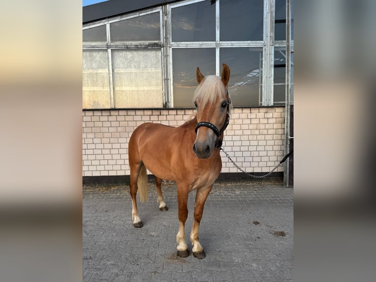 Haflinger Ruin 2 Jaar 150 cm Vos in Mettmann