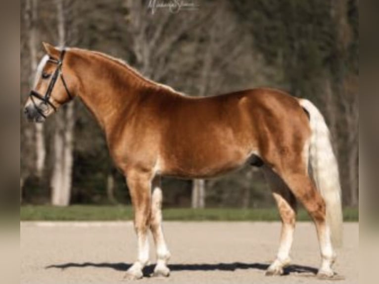 Haflinger Ruin 2 Jaar 150 cm Vos in Bad Goisern