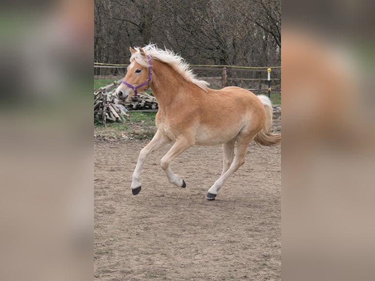 Haflinger Ruin 2 Jaar 152 cm Vos in Vienenburg
