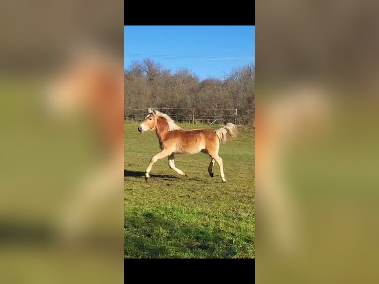 Haflinger Ruin 2 Jaar 152 cm Vos in Reichelsheim