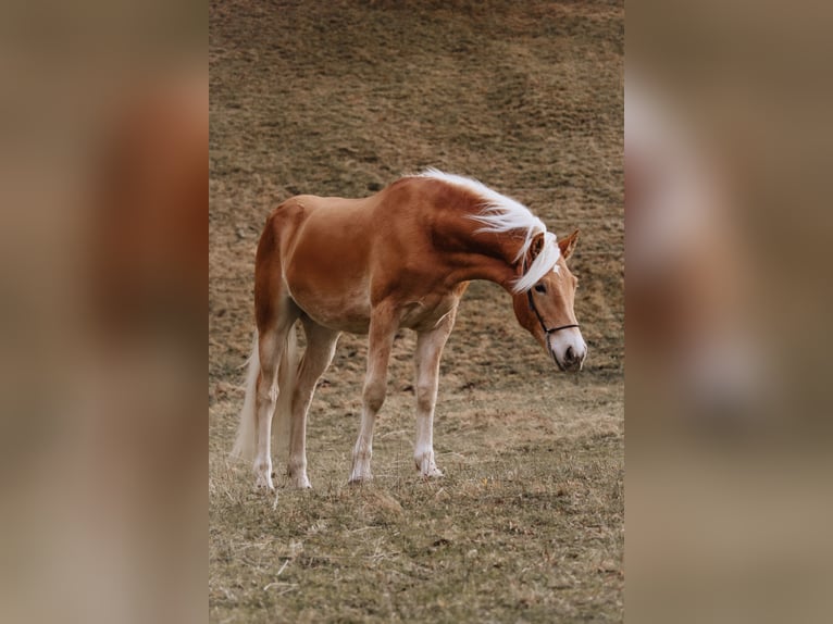 Haflinger Ruin 2 Jaar 152 cm Vos in Nauders