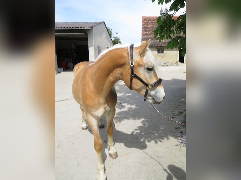 Haflinger Ruin 2 Jaar 153 cm Vos in Schrozberg