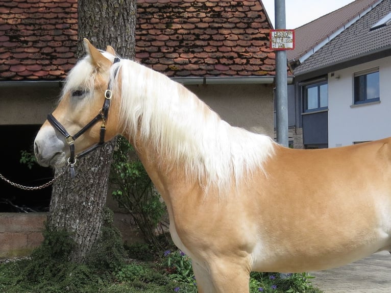 Haflinger Ruin 2 Jaar 153 cm Vos in Schrozberg