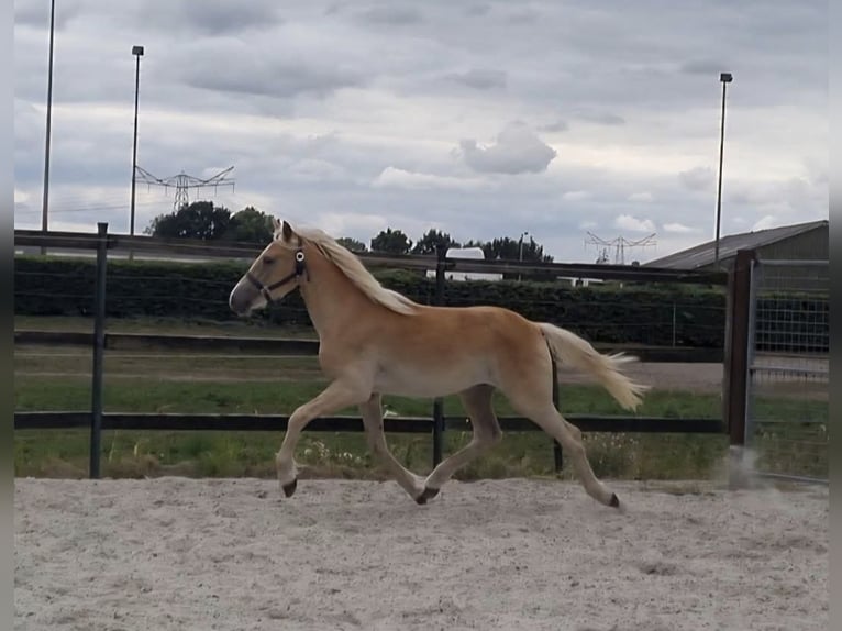 Haflinger Ruin 2 Jaar 155 cm Lichtbruin in Steenbergen