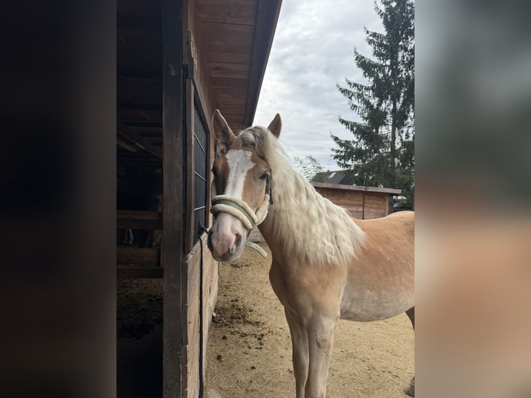 Haflinger Ruin 2 Jaar 157 cm Vos in Leverkusen