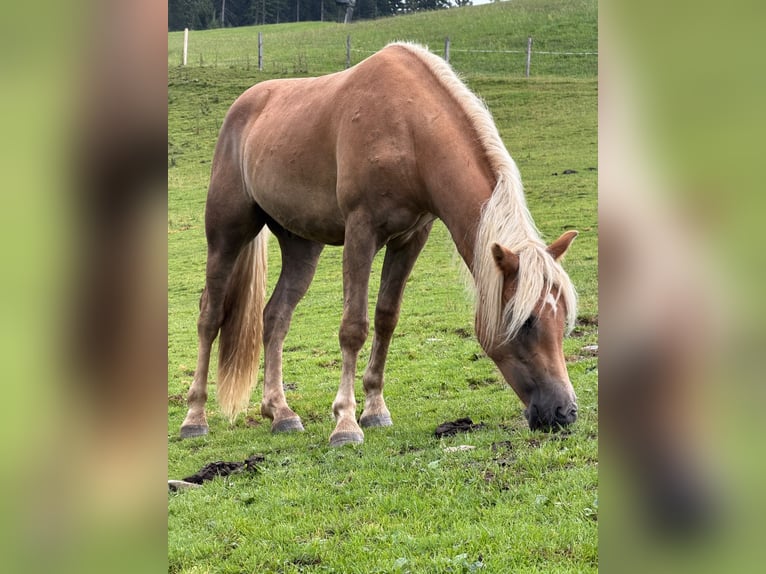 Haflinger Ruin 2 Jaar Donkere-vos in Saalfelden