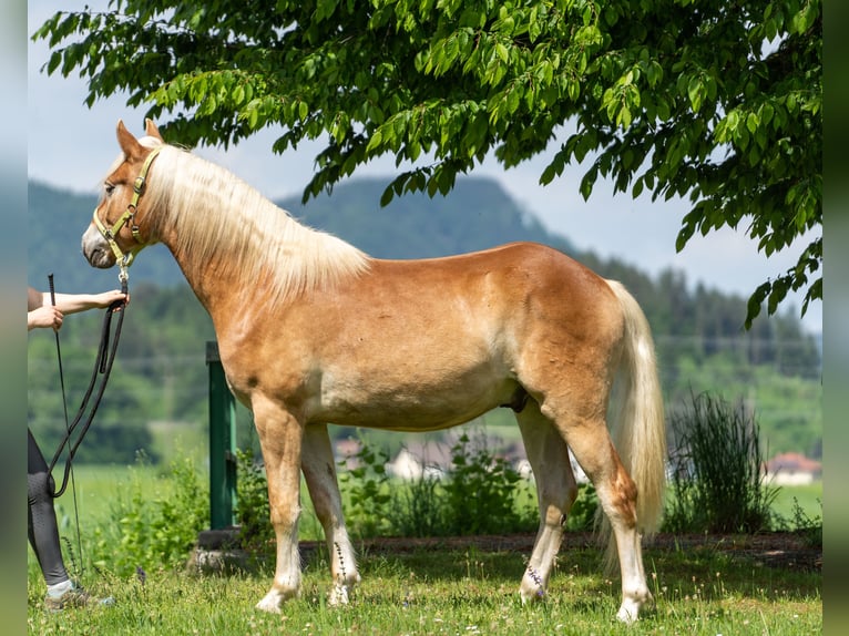 Haflinger Ruin 2 Jaar in Längdorf
