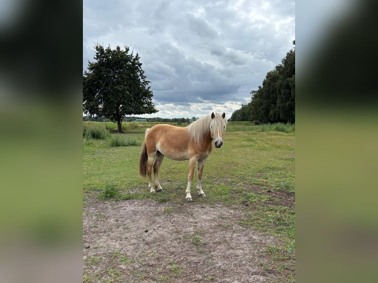 Haflinger Ruin 2 Jaar Vos in Schönewörde