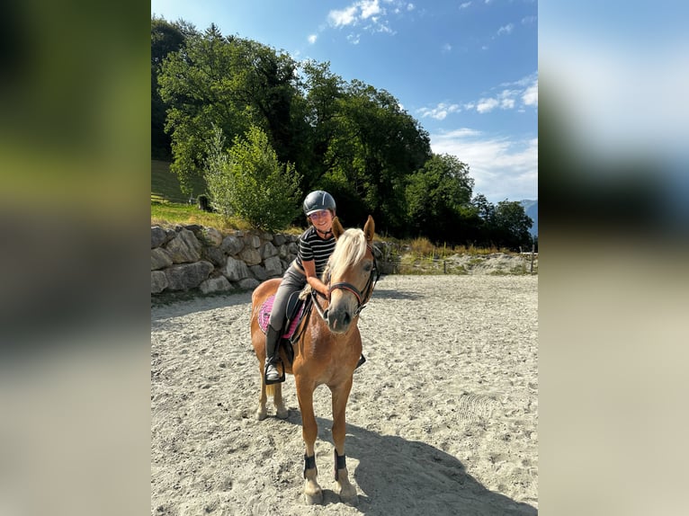 Haflinger Ruin 3 Jaar 130 cm Vos in Bürs