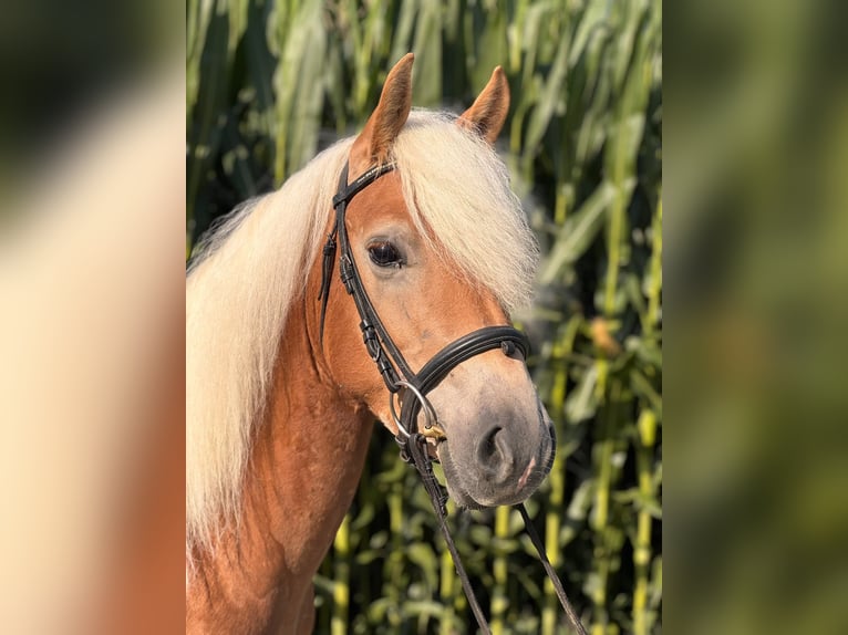 Haflinger Ruin 3 Jaar 130 cm Vos in Bürs