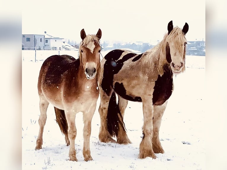 Haflinger Ruin 3 Jaar 140 cm Vos in Sierning
