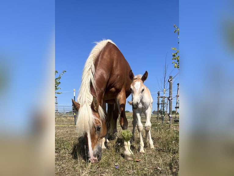 Haflinger Ruin 3 Jaar 140 cm Vos in Sierning