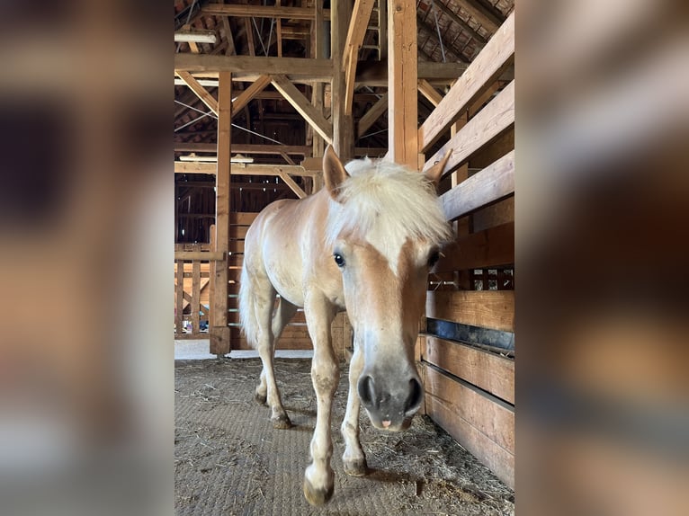 Haflinger Ruin 3 Jaar 140 cm Vos in Sierning