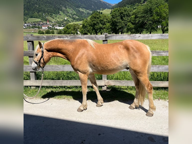 Haflinger Ruin 3 Jaar 143 cm Vos in St. Leonhard