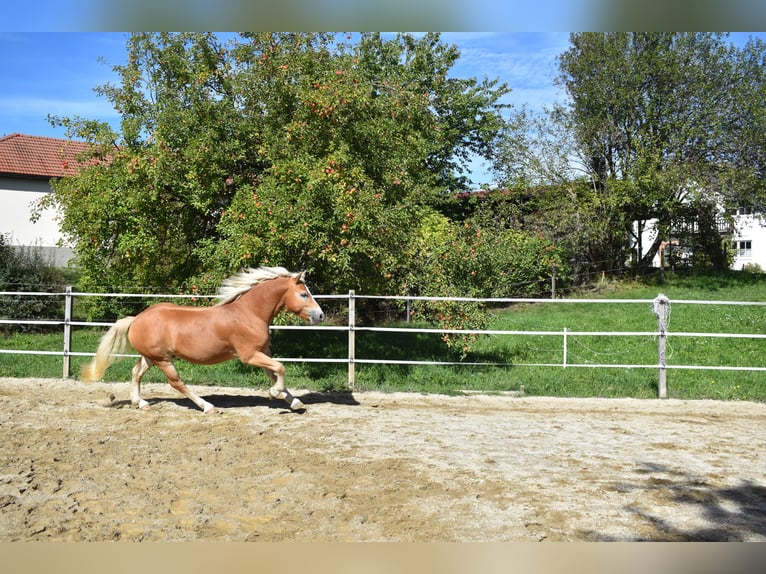 Haflinger Ruin 3 Jaar 144 cm Vos in Waldzell