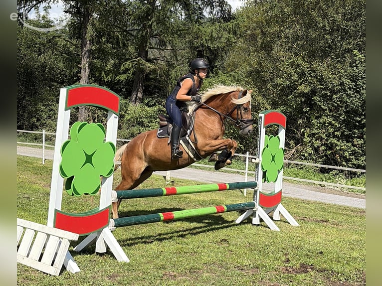 Haflinger Ruin 3 Jaar 146 cm Vos in Sankt Peter am Kammersberg