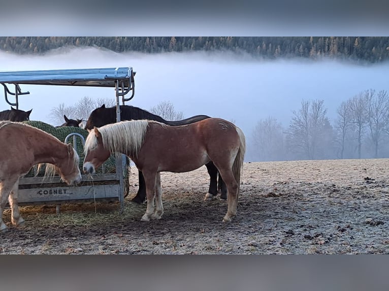Haflinger Ruin 3 Jaar 146 cm Vos in Schaueregg