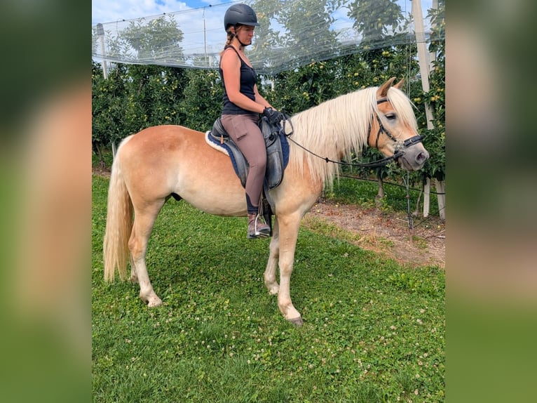 Haflinger Ruin 3 Jaar 147 cm Falbe in Kressbronn am Bodensee
