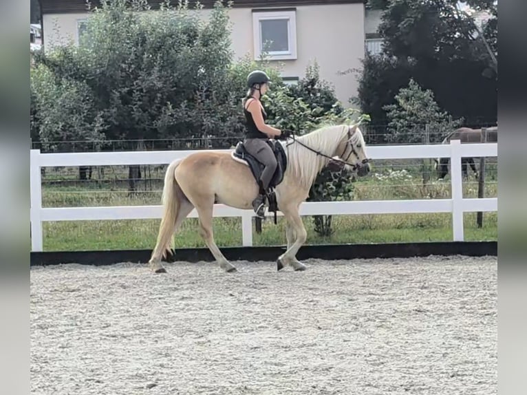 Haflinger Ruin 3 Jaar 147 cm Falbe in Kressbronn am Bodensee
